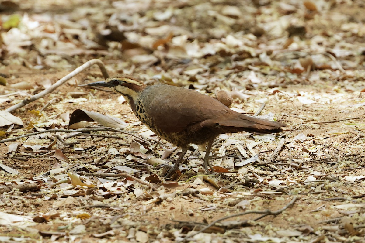 White-breasted Mesite - ML626986680