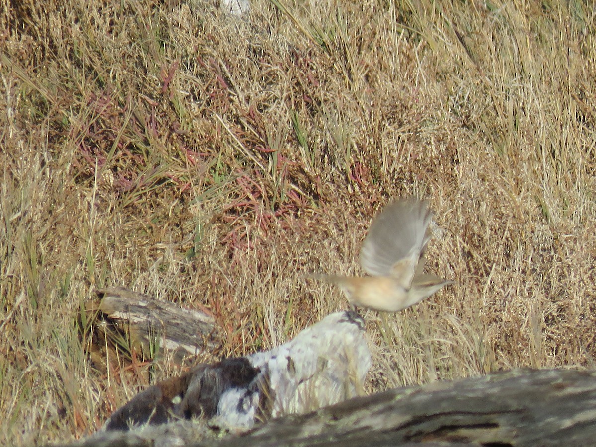 Rock Wren - ML626986681