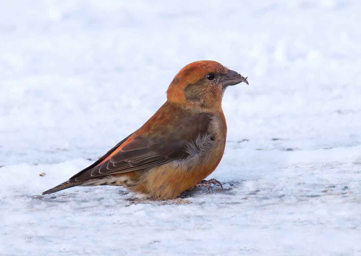 Red Crossbill - ML626986704