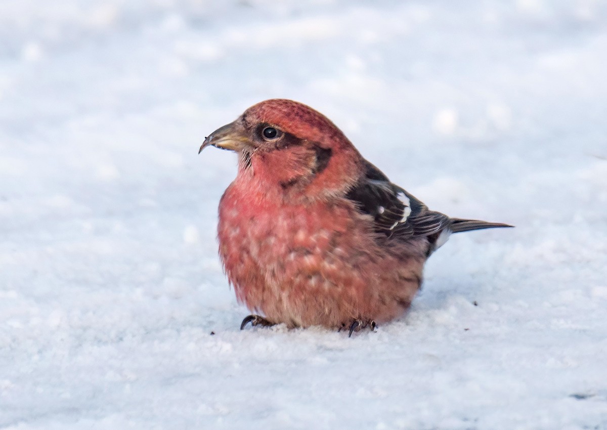White-winged Crossbill - ML626986714