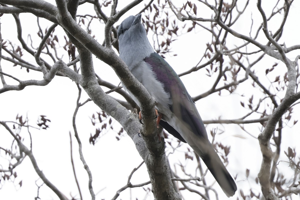 Cuckoo-roller - ML626986789