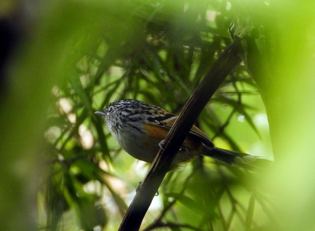 Klages's Antbird - ML626987045