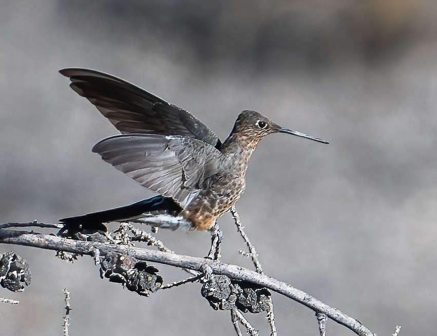 Giant Hummingbird - ML626987193