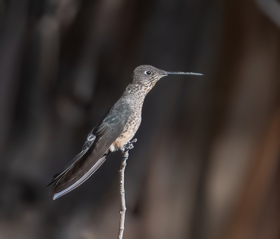 Giant Hummingbird - ML626987194