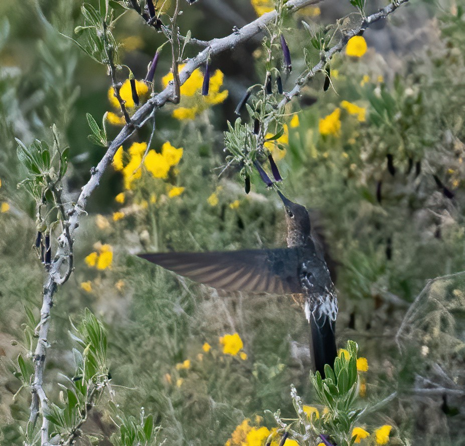 Giant Hummingbird - ML626987195
