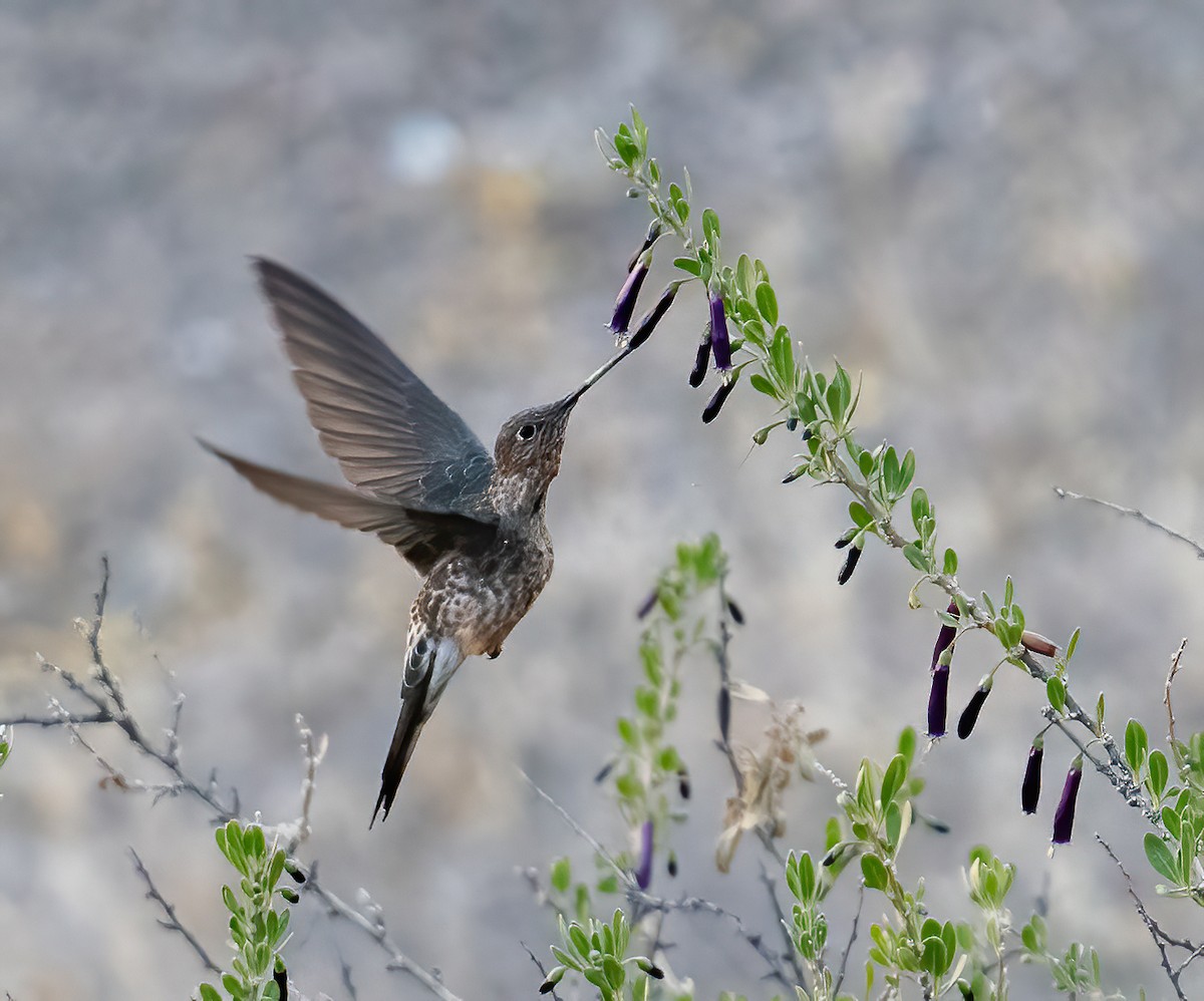 Giant Hummingbird - ML626987196
