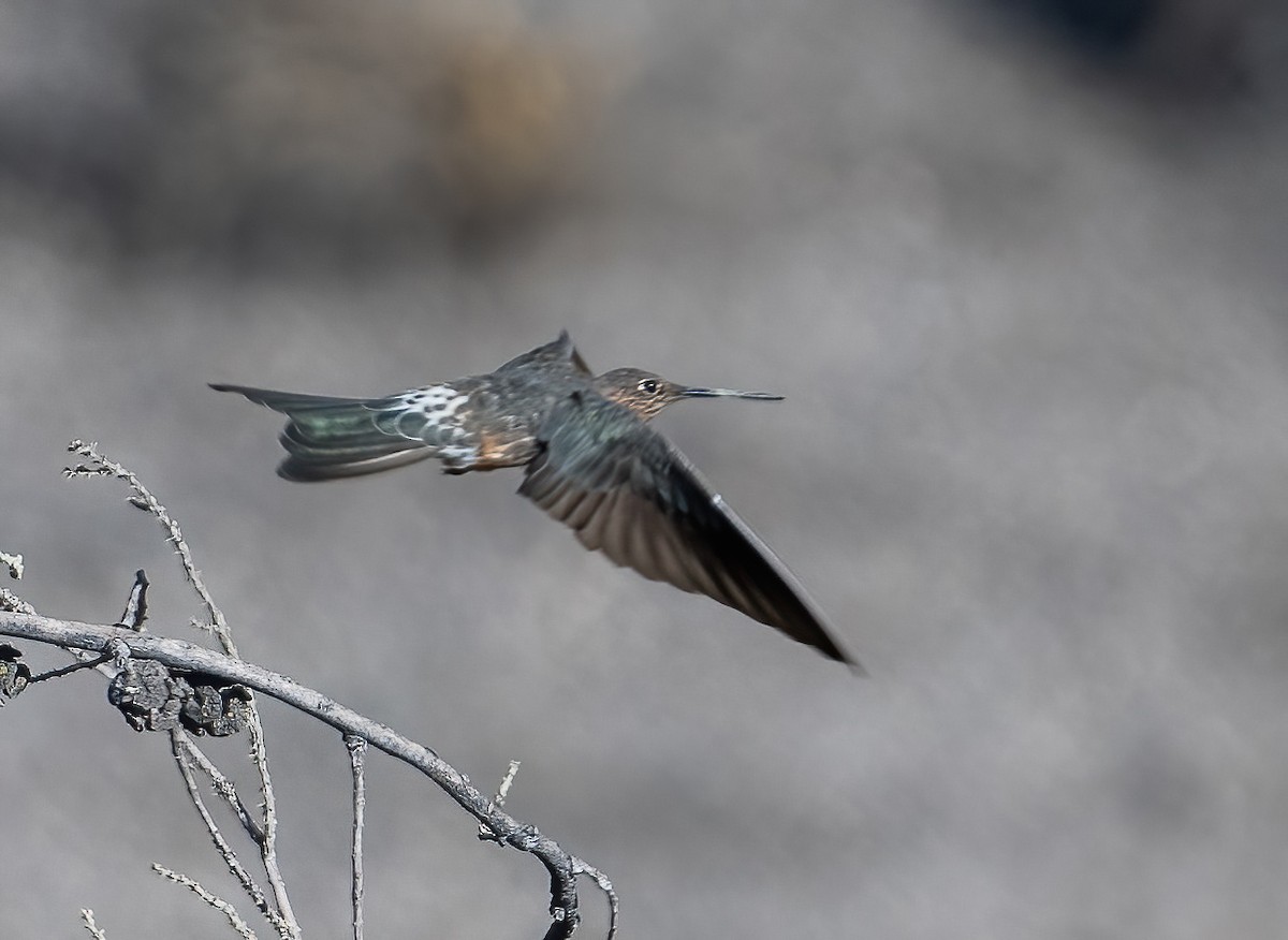 Giant Hummingbird - ML626987197
