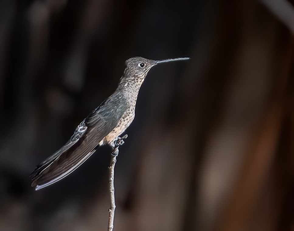 Giant Hummingbird - ML626987198