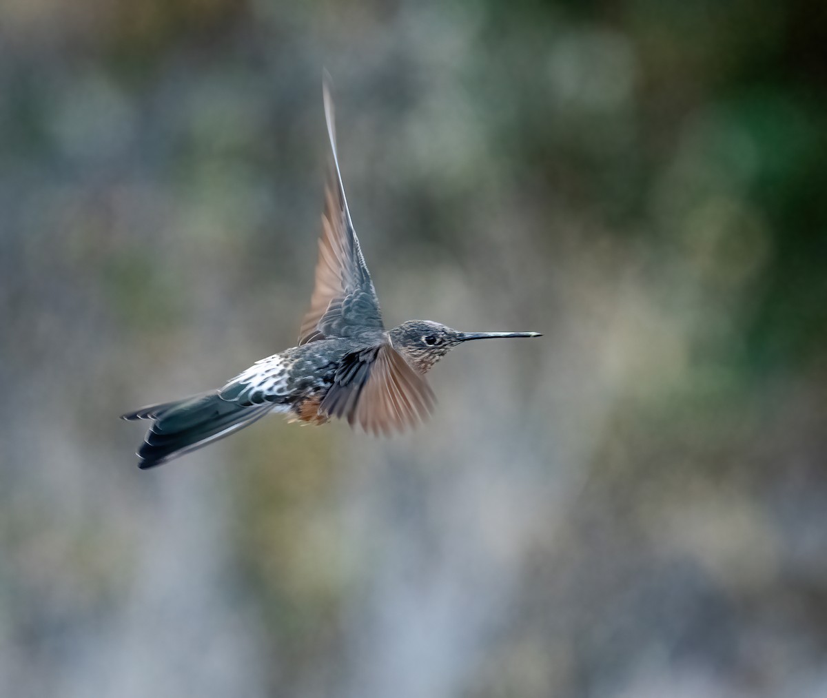 Giant Hummingbird - ML626987199