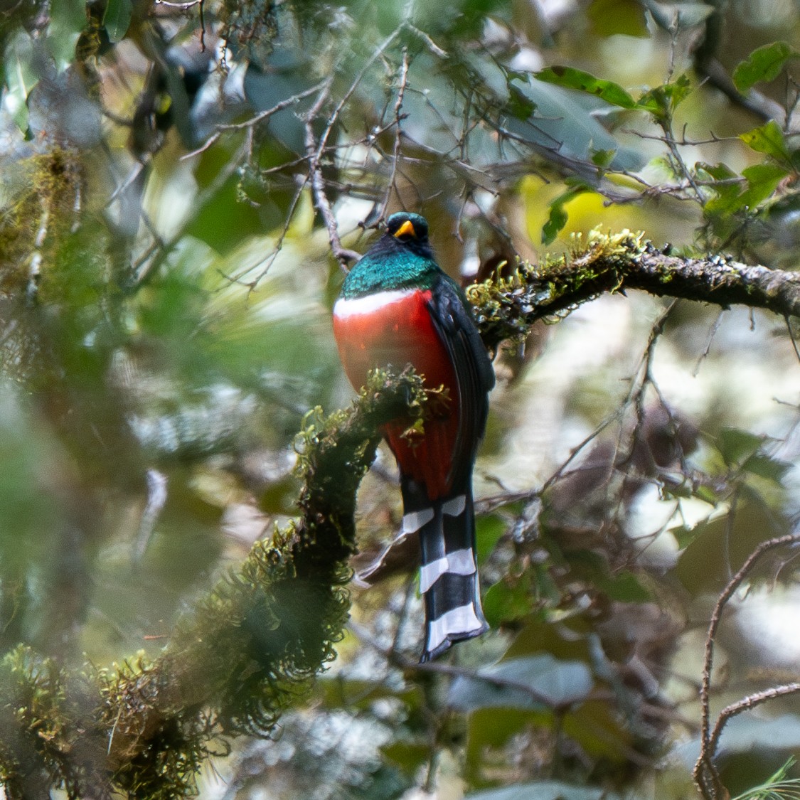 Mountain Trogon - ML626987232