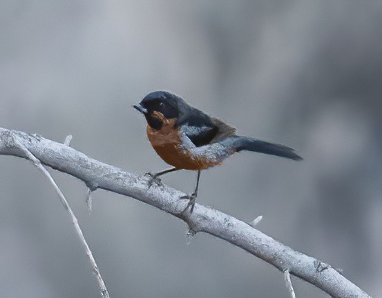 Black-throated Flowerpiercer - ML626987339