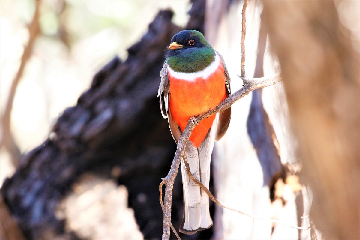 Elegant Trogon - ML626987344