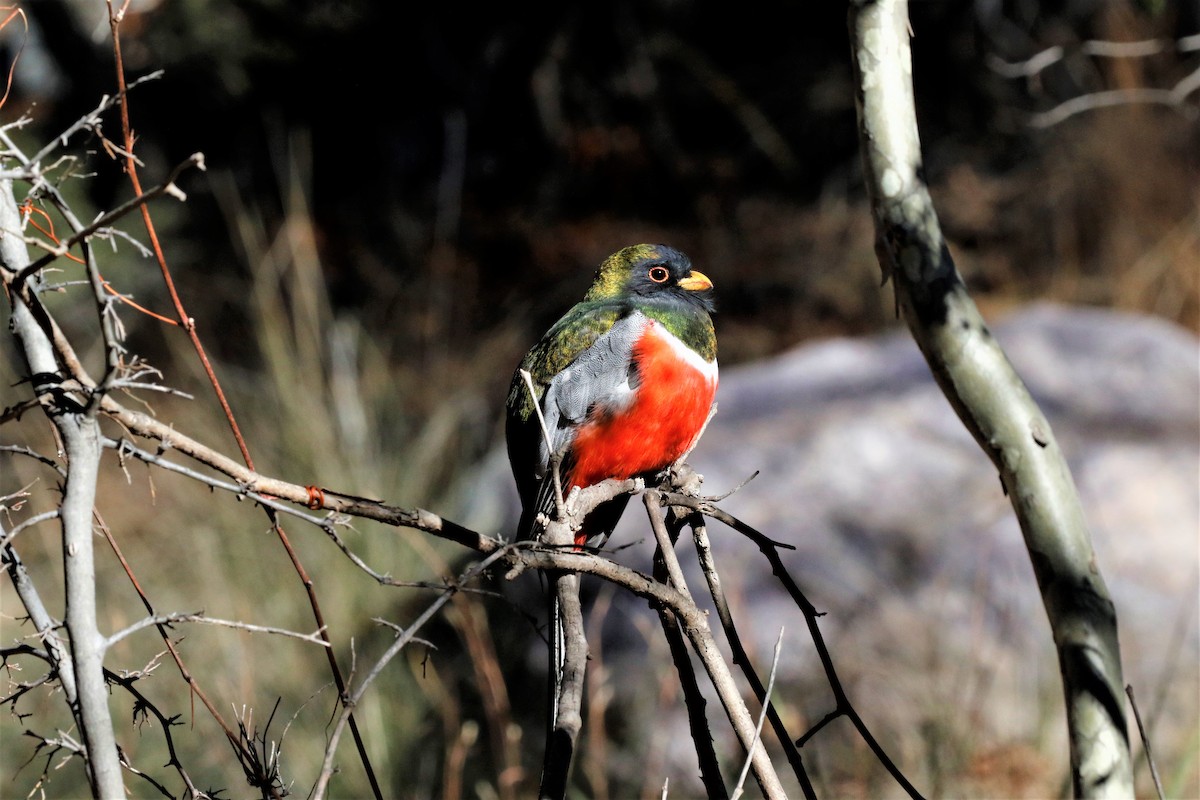 Elegant Trogon - ML626987345
