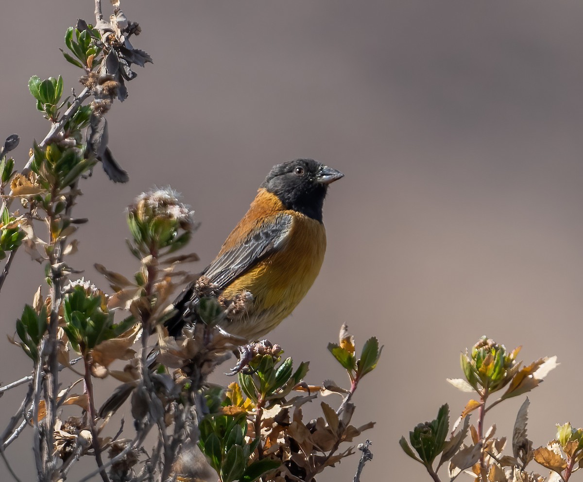 Black-hooded Sierra Finch - ML626987348