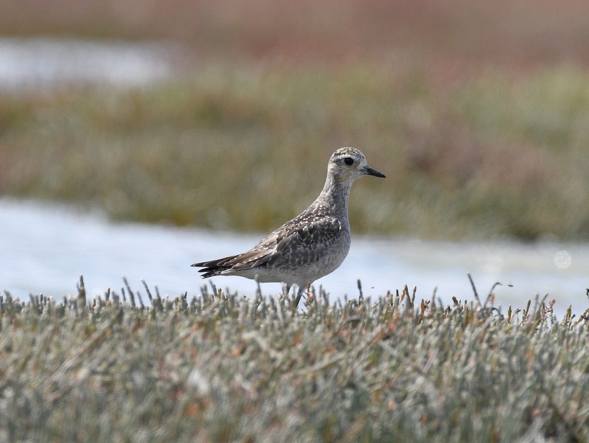 American Golden-Plover - ML626987351