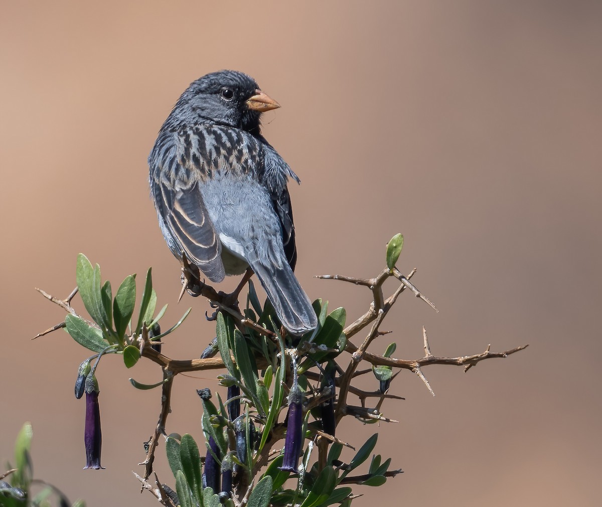 Mourning Sierra Finch - ML626987360