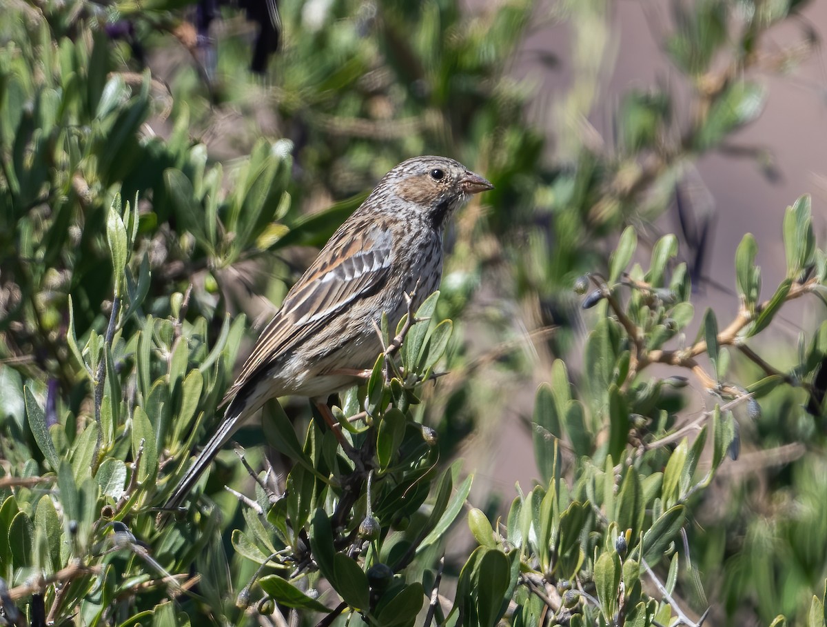 Mourning Sierra Finch - ML626987361