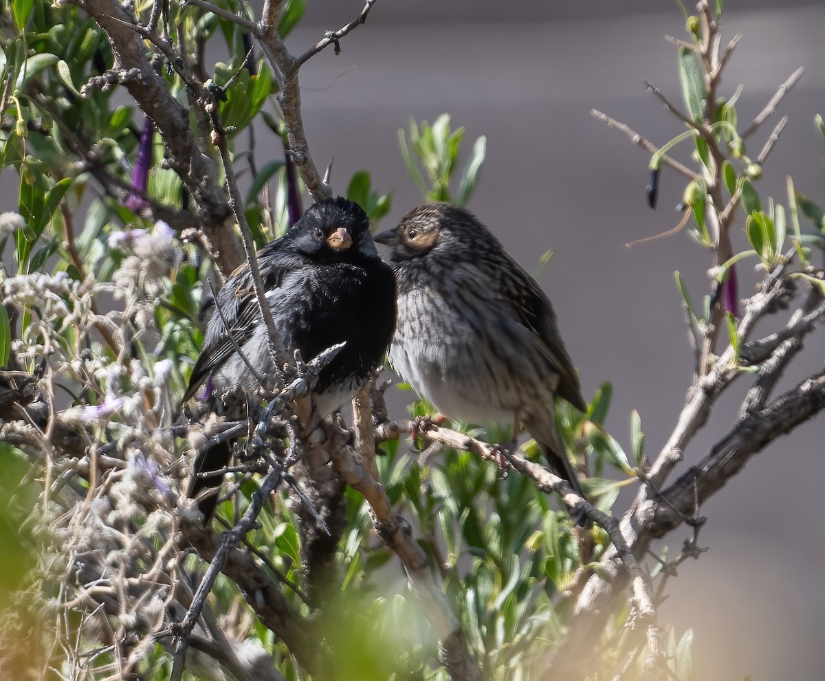 Mourning Sierra Finch - ML626987362