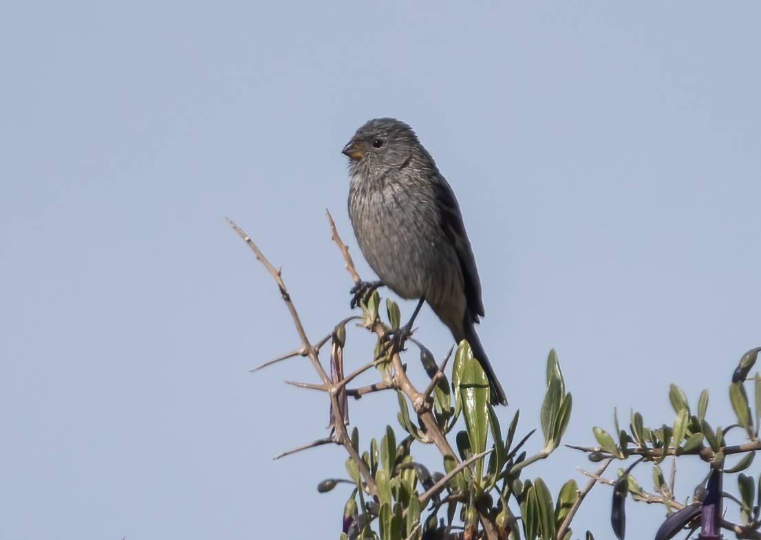 Band-tailed Seedeater - ML626987370