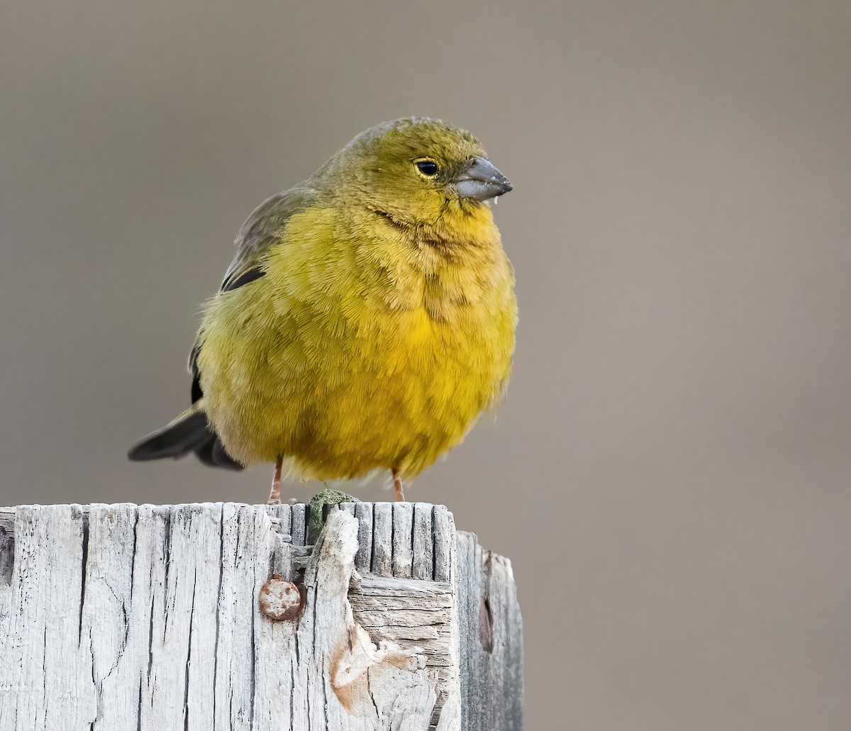 Greenish Yellow-Finch - ML626987375