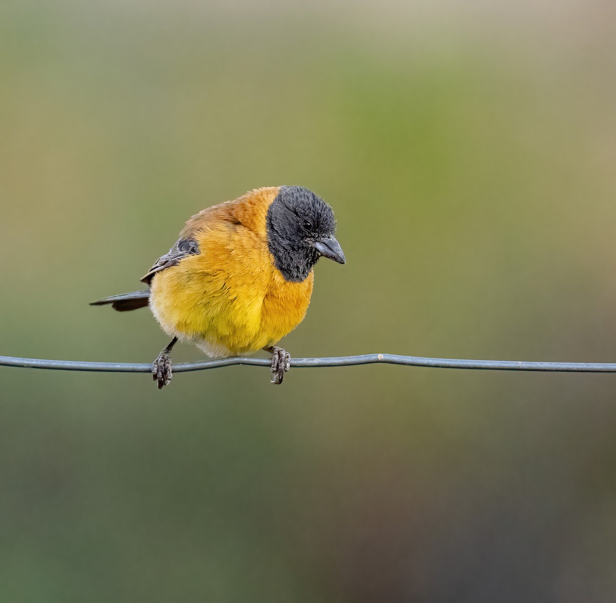 Black-hooded Sierra Finch - ML626987379