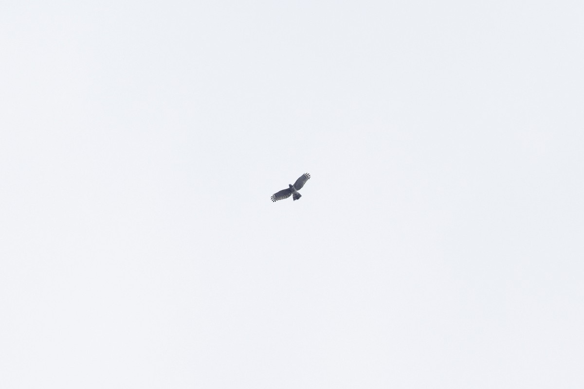 Malagasy Harrier - ML626987420