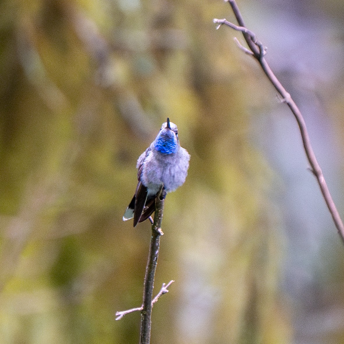 Blue-throated Mountain-gem - ML626987471