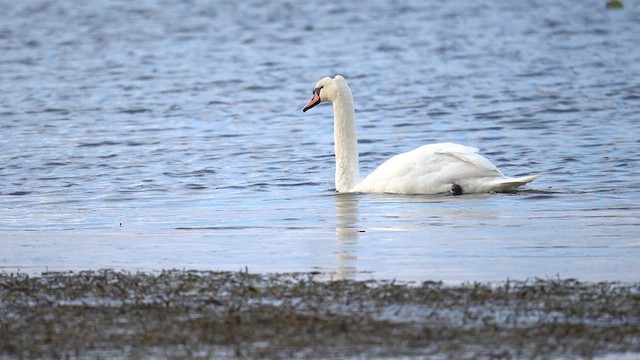 Mute Swan - ML626987599