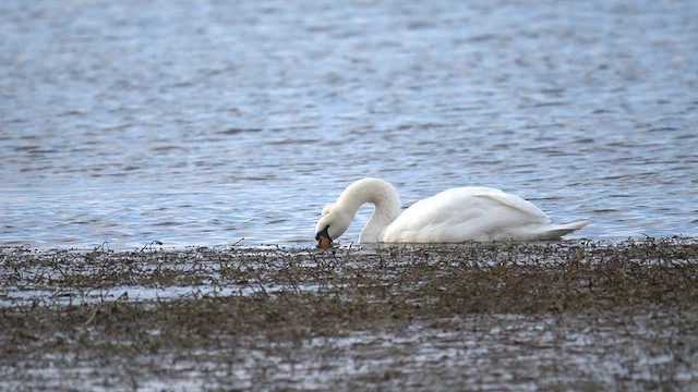 Mute Swan - ML626987606