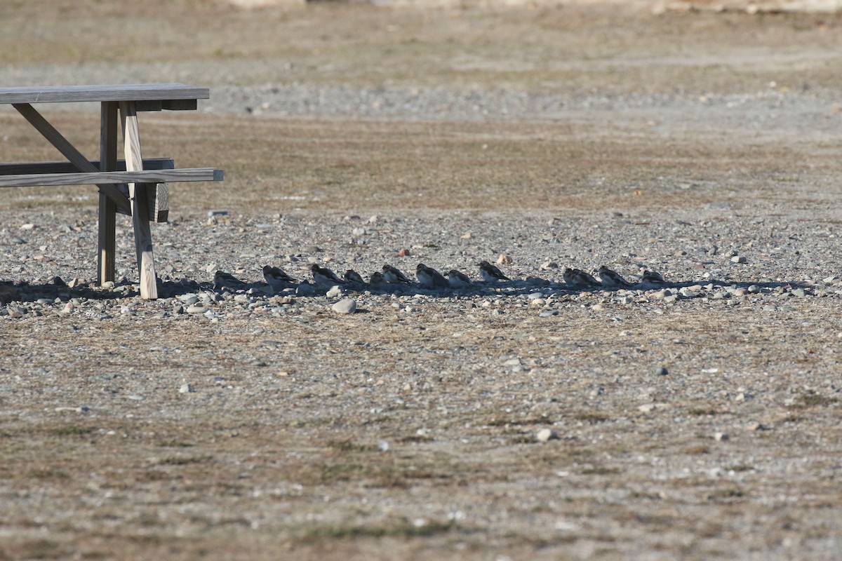 Snow Bunting - ML626987707