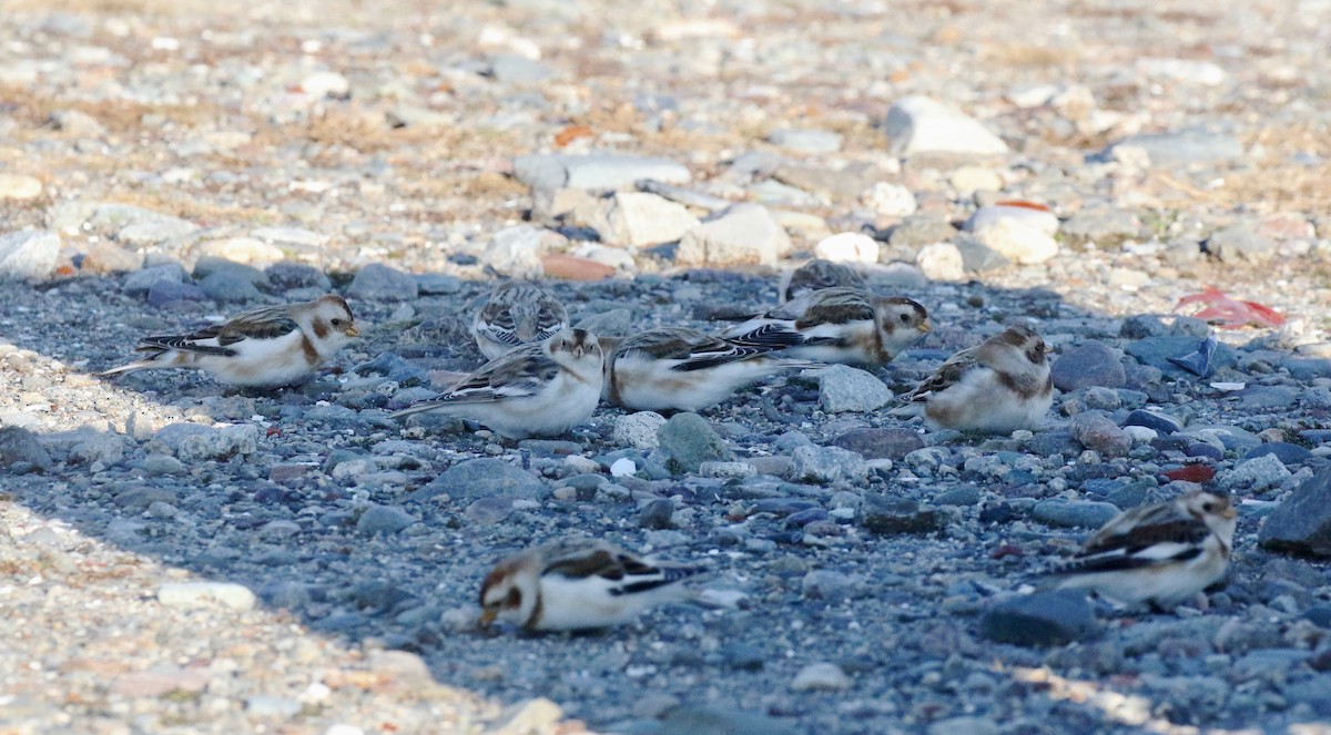 Snow Bunting - ML626987726