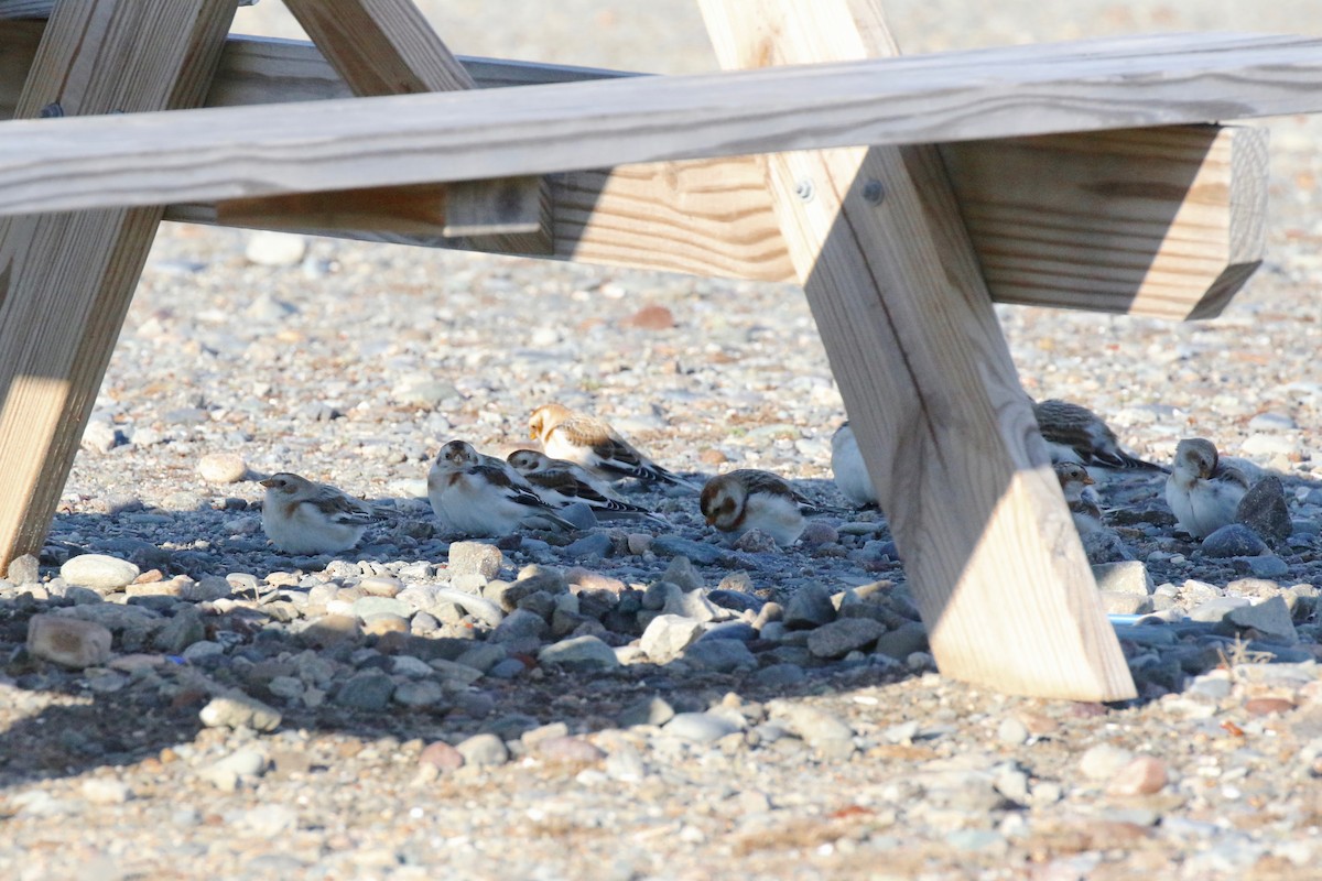 Snow Bunting - ML626987740