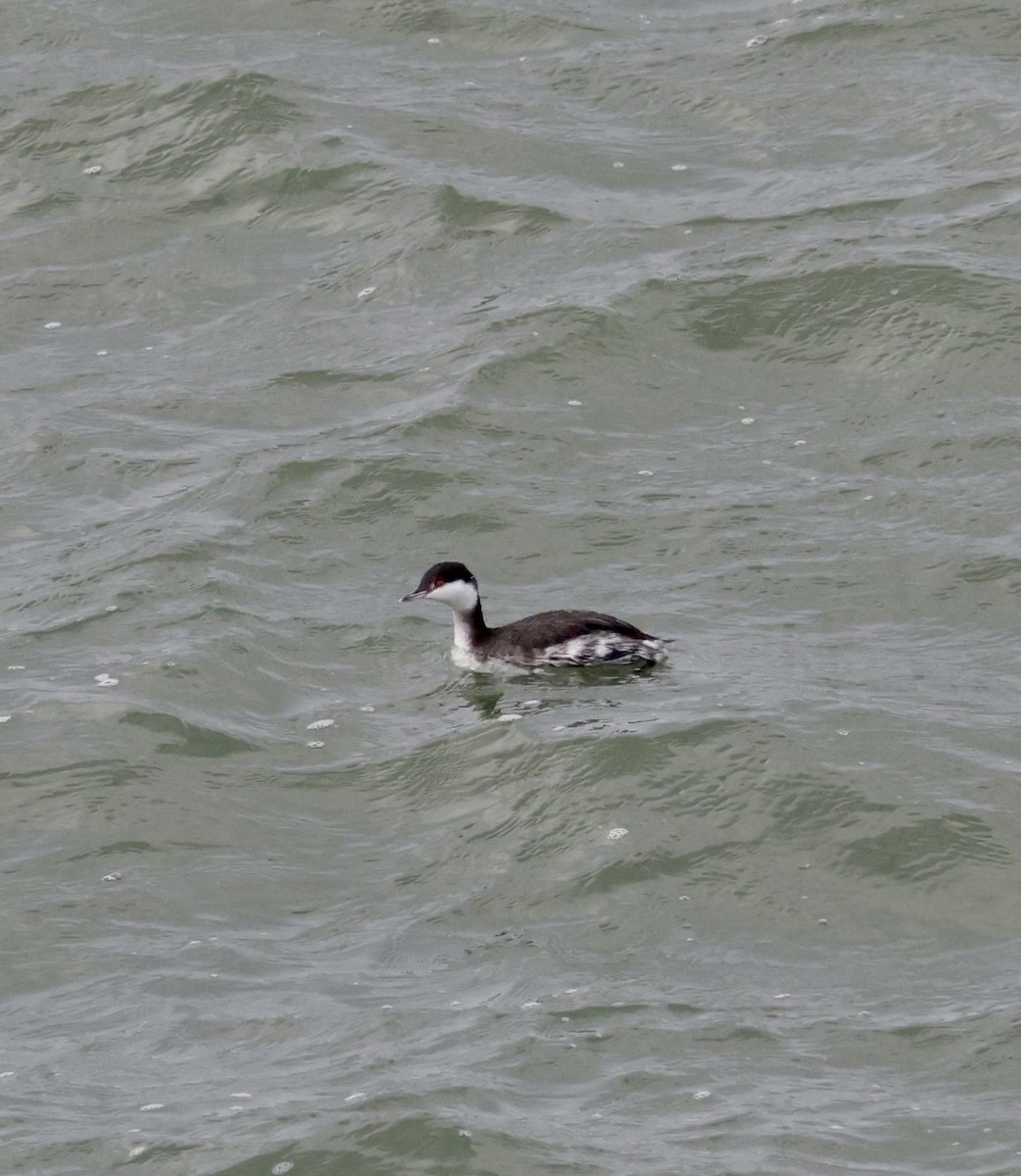 horndykker - ML626987817