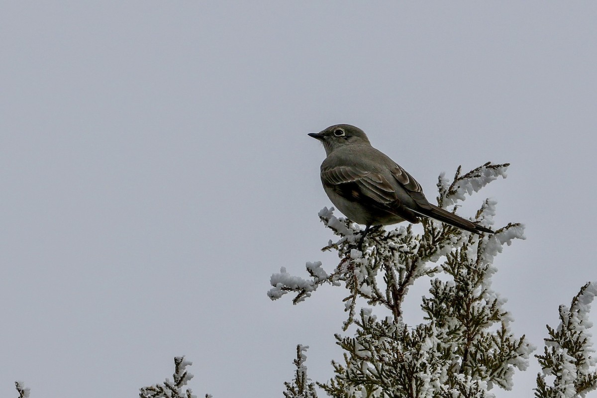 Townsend's Solitaire - ML626987836