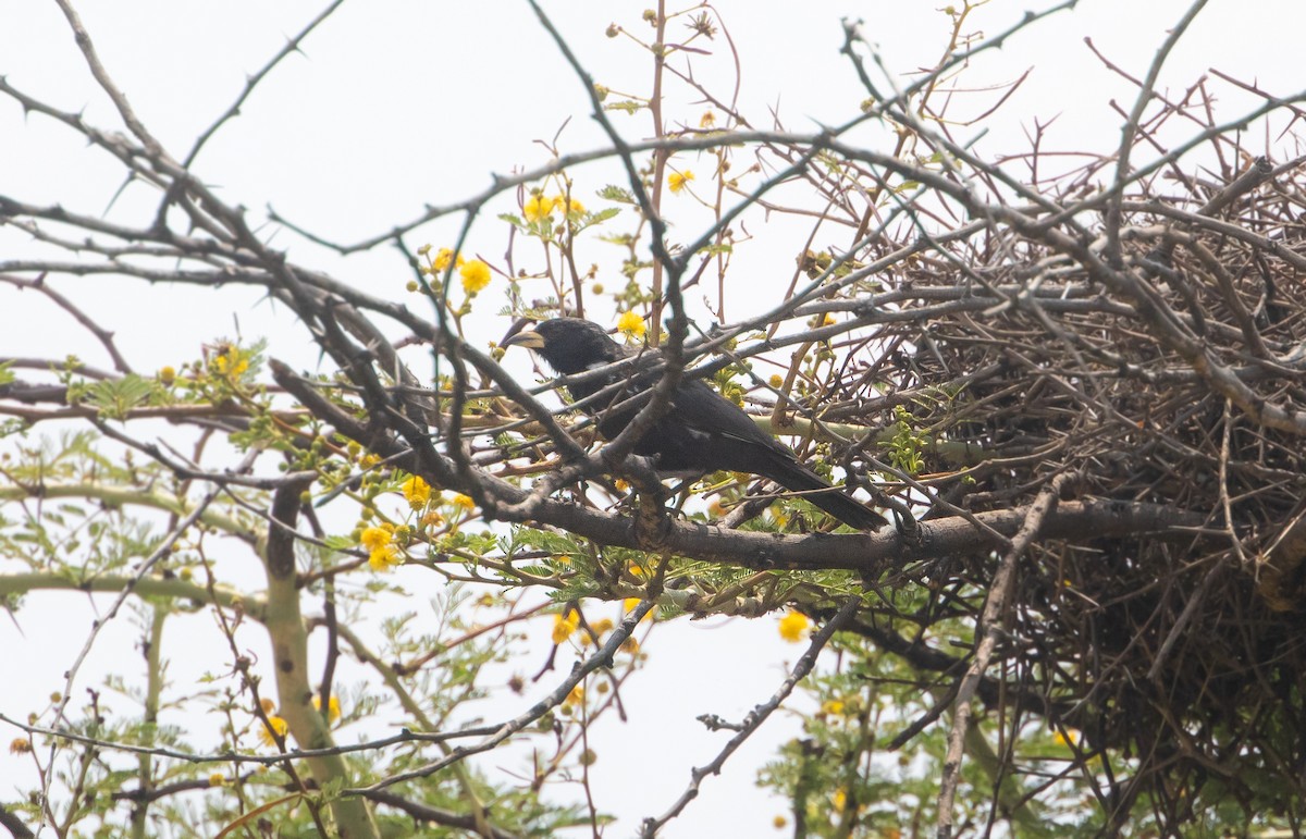 White-billed Buffalo-Weaver - ML626987840