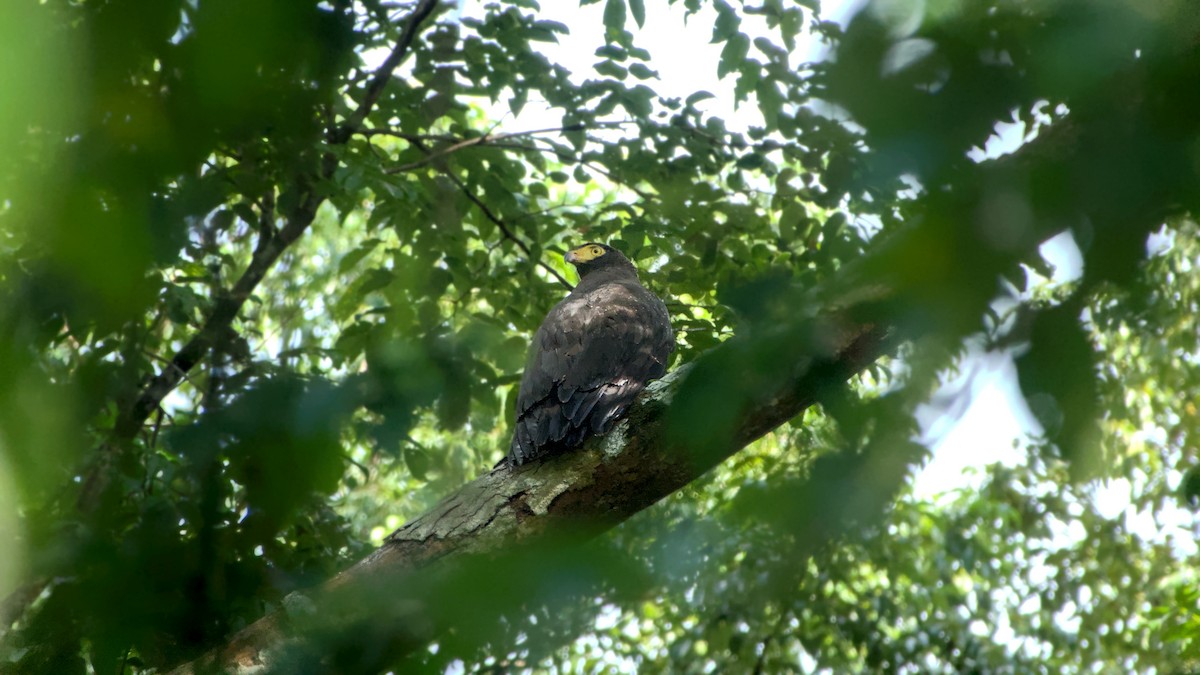 Andaman Serpent-Eagle - ML626988007