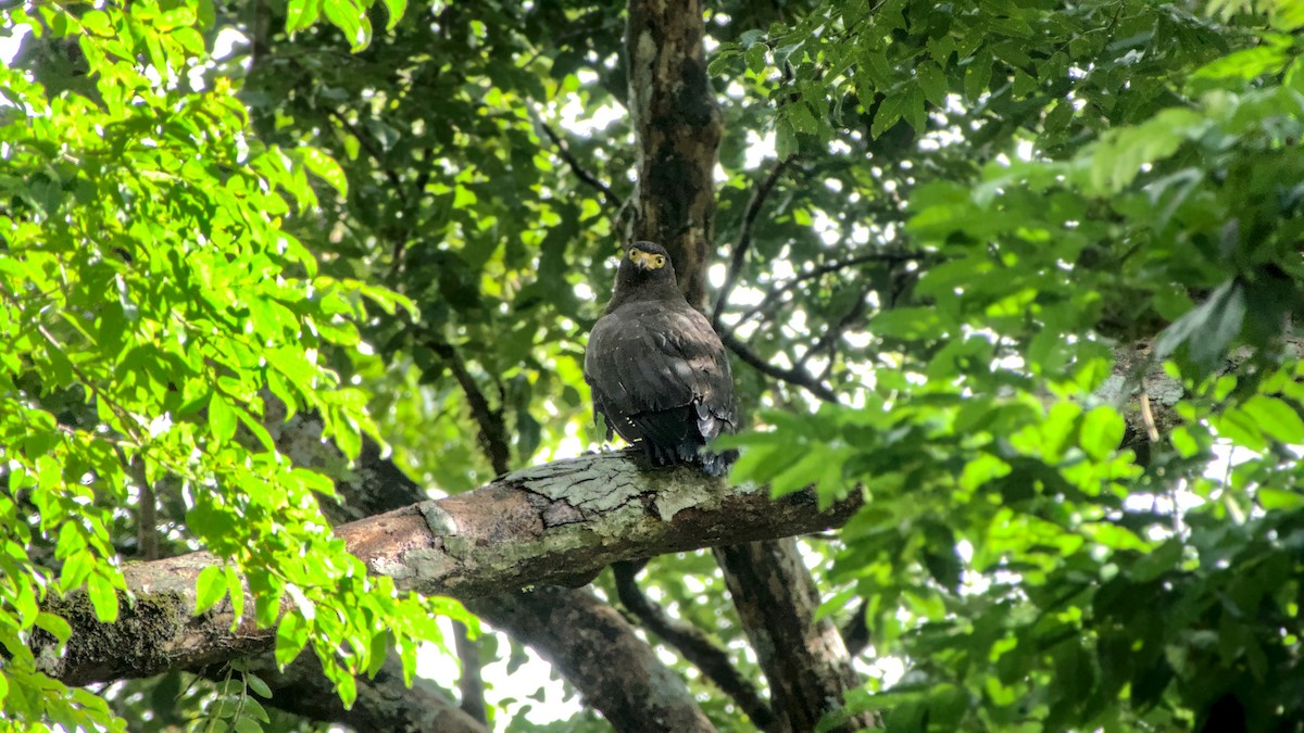 Andaman Serpent-Eagle - ML626988008