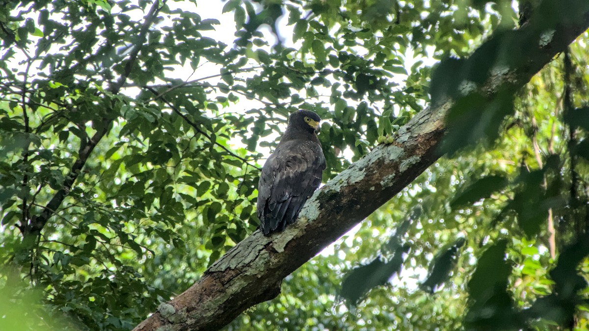 Andaman Serpent-Eagle - ML626988009