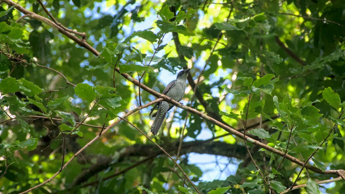 Andaman Cuckooshrike - ML626988016