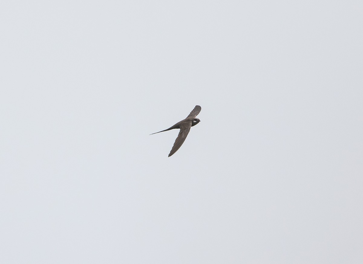 African Palm Swift - ML626988021