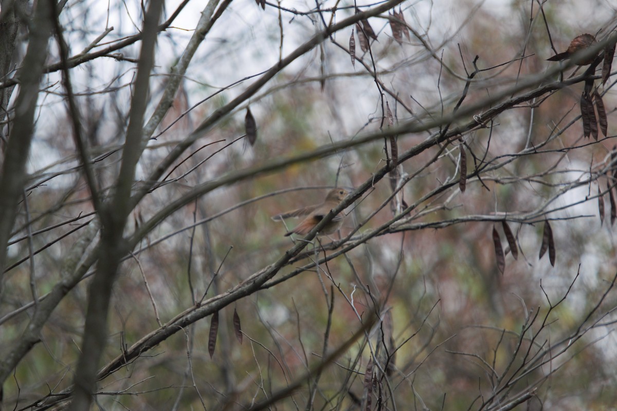 Hermit Thrush - ML626988027
