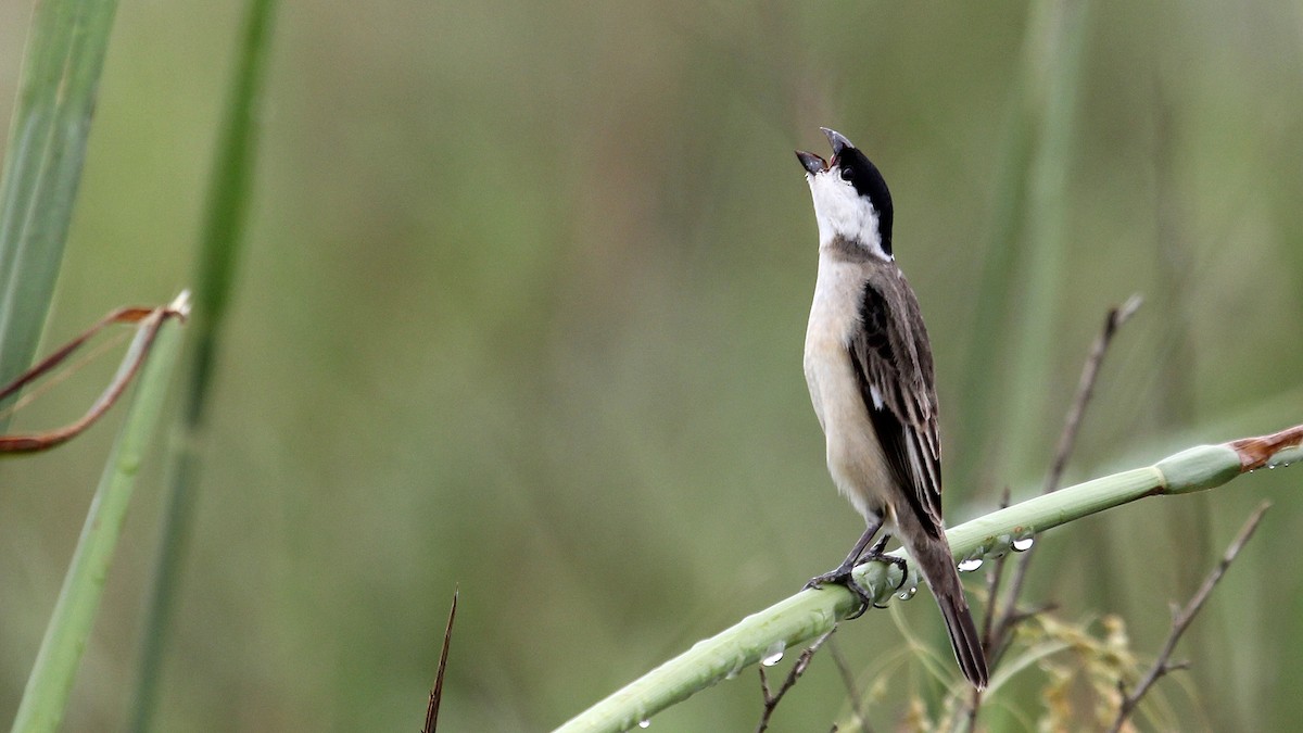 Pearly-bellied Seedeater - ML626988070