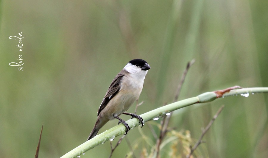 Pearly-bellied Seedeater - ML626988071