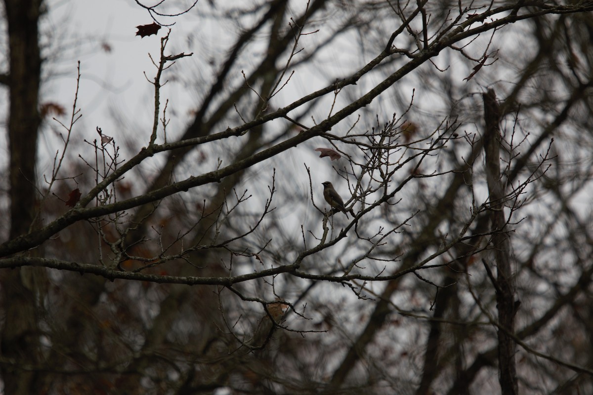 Cedar Waxwing - ML626988074
