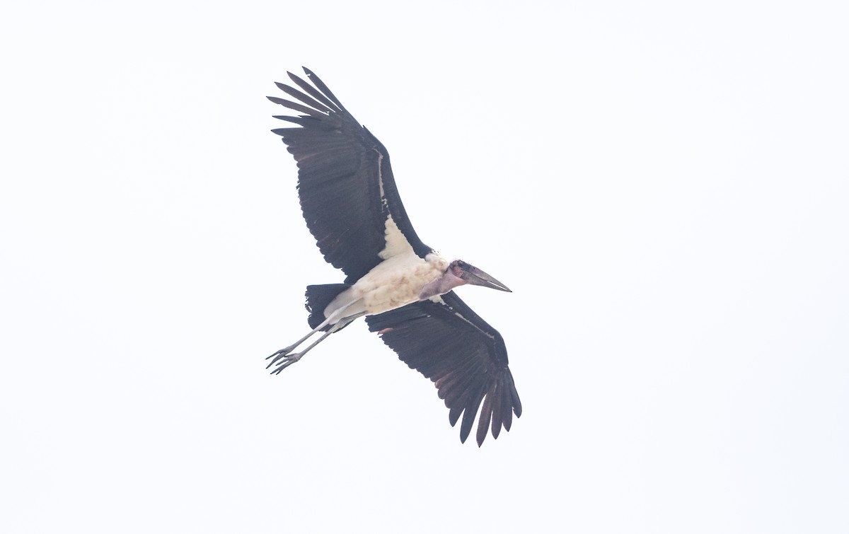 Marabou Stork - ML626988127