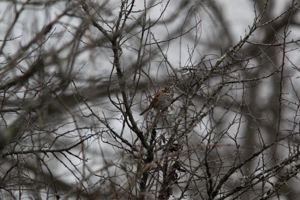 White-throated Sparrow - ML626988128