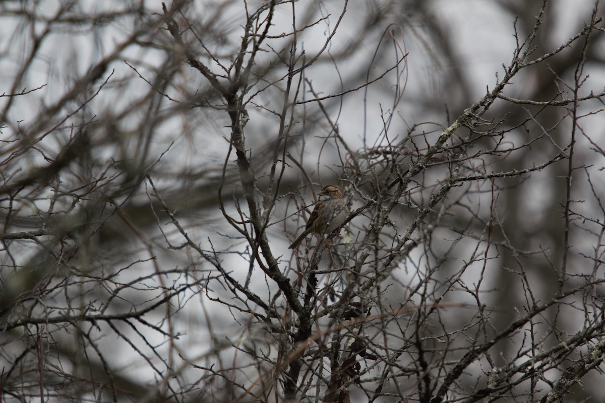 White-throated Sparrow - ML626988129