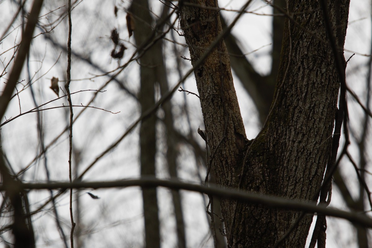 Brown Creeper - ML626988189