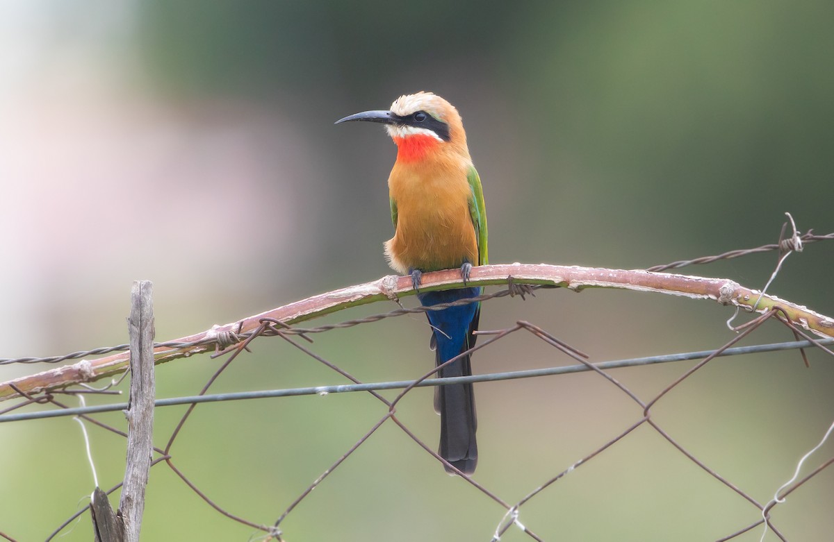 White-fronted Bee-eater - ML626988462