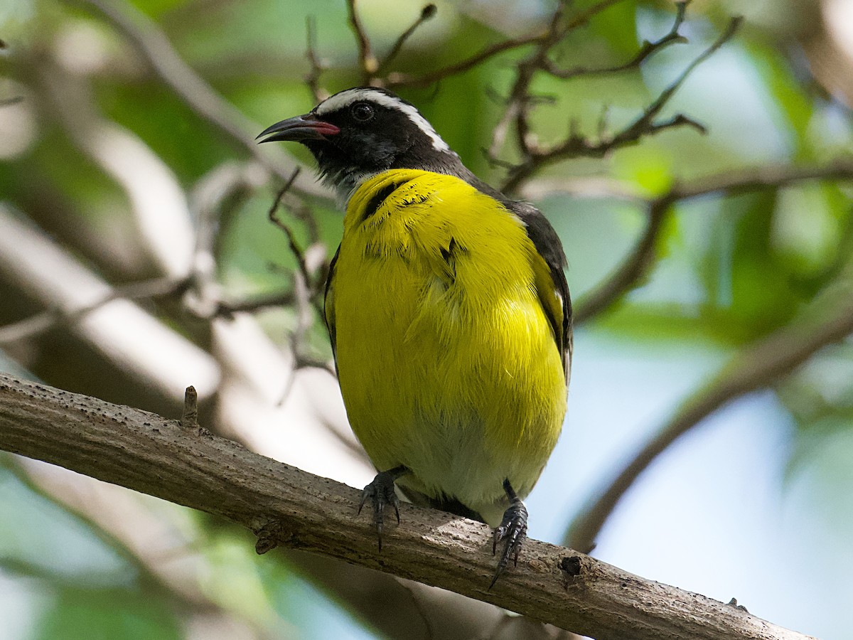 Bananaquit - ML626988520